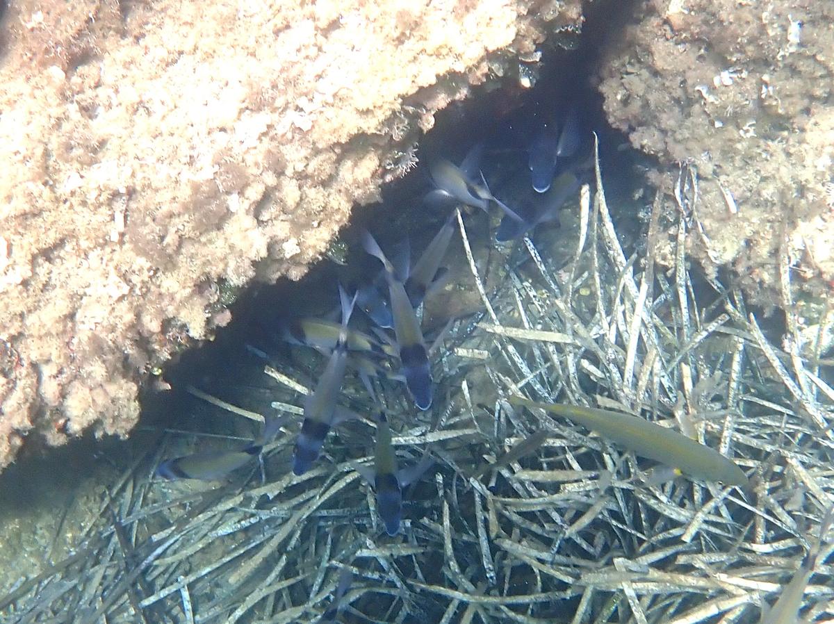 Un poisson à tête bleue