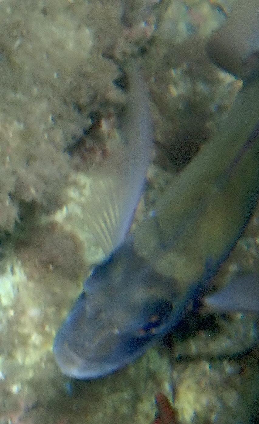 <p>Autre image de ce poisson...</p>