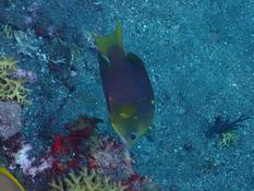 un poisson ange? mais lequel ?