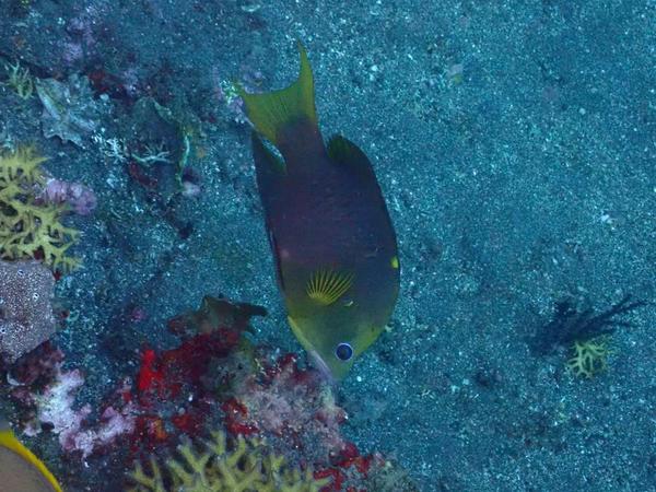 un poisson ange? mais lequel ?