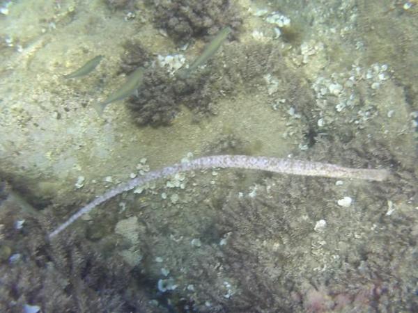 un poisson inconnue 