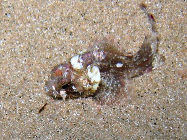 I attach a photo of <em>juvenile Scorpaena cf. porcus</em> by night.<br />I think that the specie most probable for the photo of SCHOHN Thomas is t...