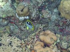 Un poisson papillon en mer Rouge