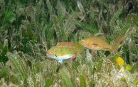 Un Poisson perroquet d'herbier en Martinique