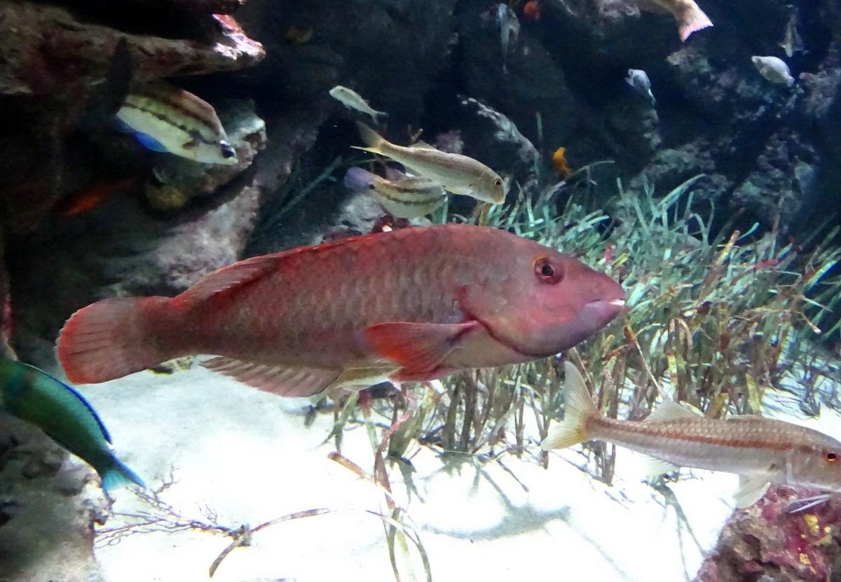 Un poisson rouge de Méditerranée