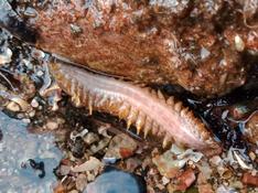 Un polynoidae ? de Saint Pierre et Miquelon