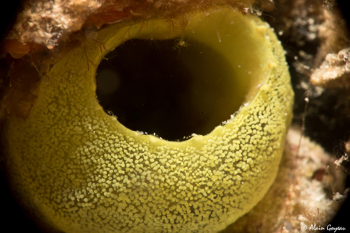 <p>Bonjour, j'ai creusé !  Ça ressemble à l'ascidie (Diplosoma glandulosum), mais je ne vois pas les siphons des individus. L'animal fait environ 5...