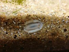 Un squatteur de sable, non identifié dans mon aquarium