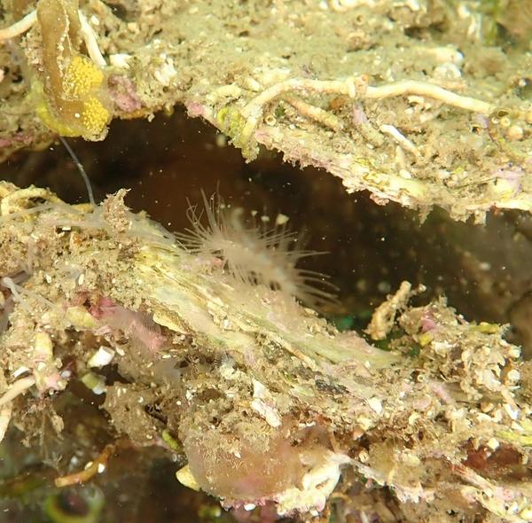 Un truc poilu dans une coquille d'huitre.