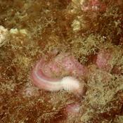 Un ver en forme épitoque ?