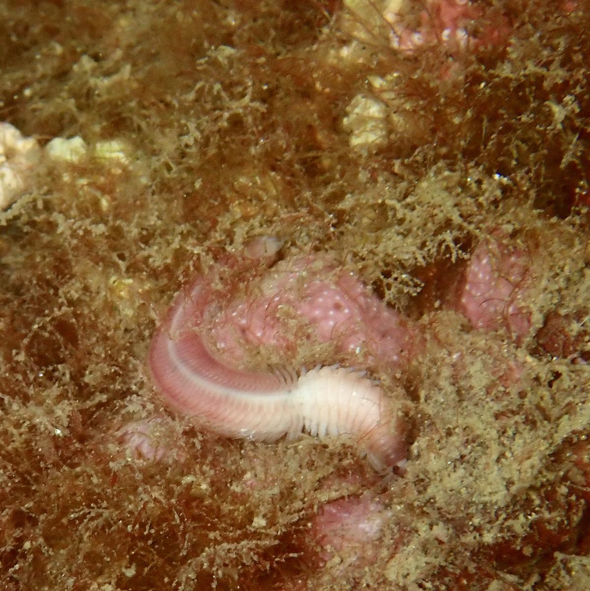 Un ver en forme épitoque ?