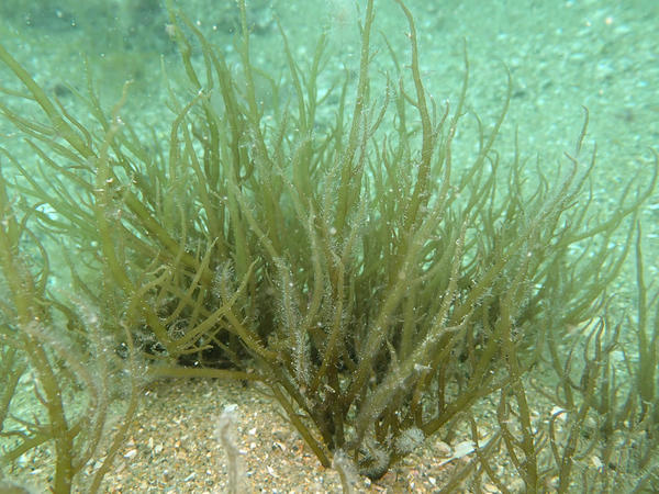 Une algue en Manche