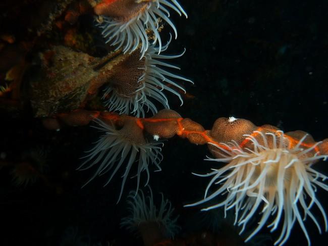 une anémone parasite de l'ocean indien