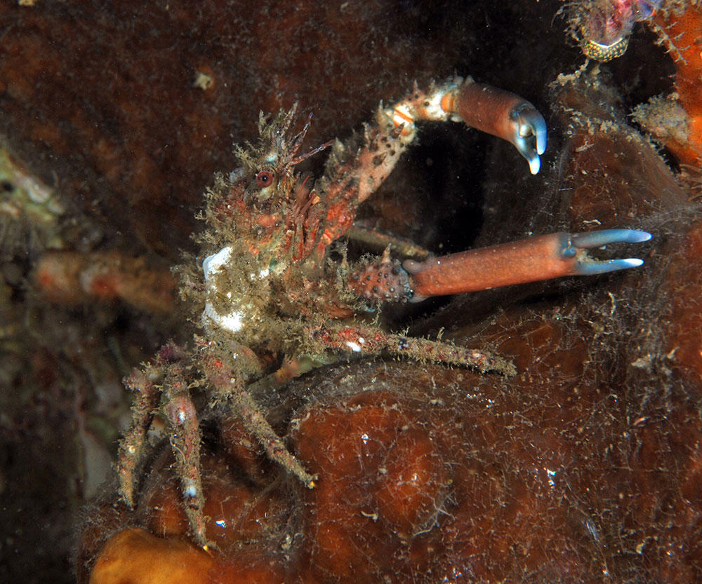 Une araignée de mer indonésienne