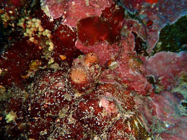 une ascidie observée en mer rouge