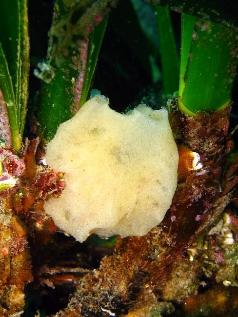 c'est bien intéressant. Je confirme avoir vu des paillettes brillante à la surface, est-ce que cela serait des spicules, pourquoi pas....<br />D'Am...