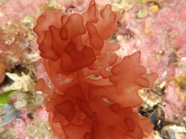 une belle algue rouge