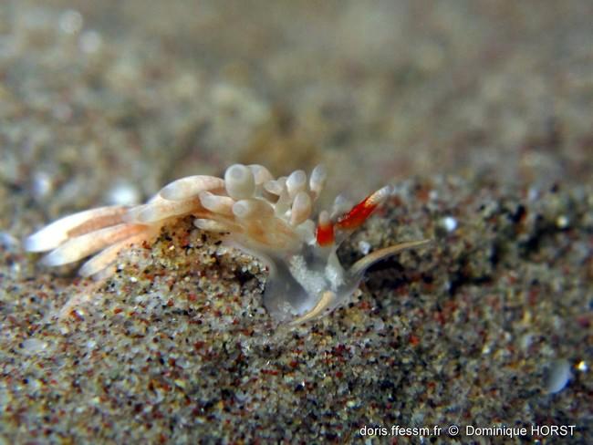 vu sous un autre angle les cérates me font penser au genre Eubranchus.... ?<br />/Dominique