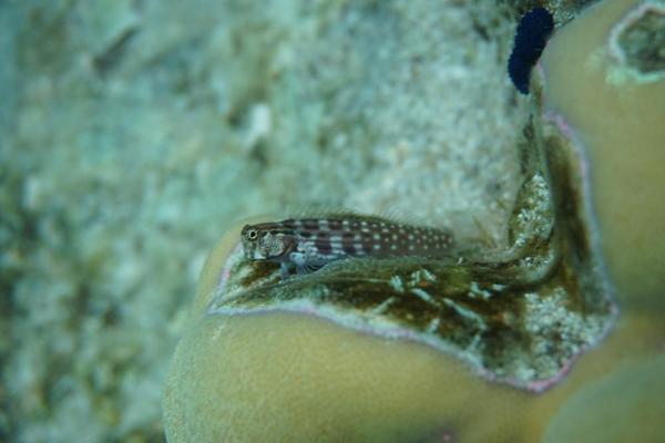 Une blennie à identifier