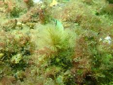 Une bugule ?