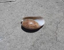 Une bulle ?