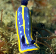 Une caprelle sur la tête d'une Doris tricolore ?