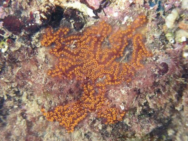 Une colonie de bryozoaire encroutant ; mais de quelle espèce