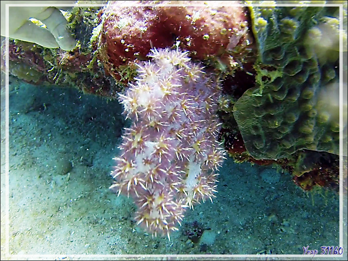 Une dernière pour aujourd'hui : quel est ce corail mou ? Un alcyonaire ?