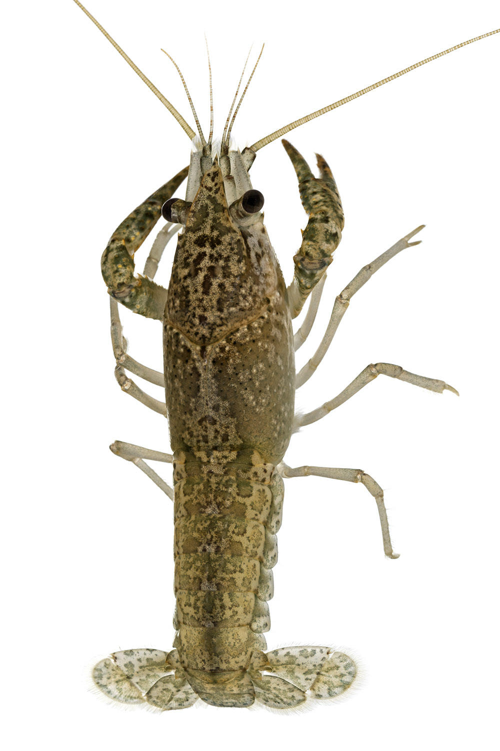 <p>En effet les signes distinctifs permettant habituellement d'identifier une écrevisse ne sont pas bien visibles, cependant on distingue tout de m...