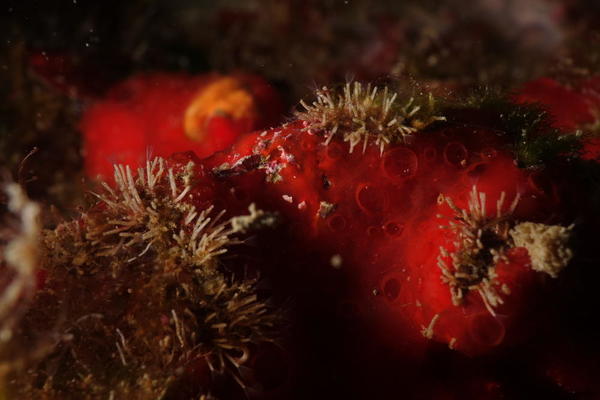 Une éponge rouge à cratères