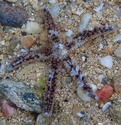Une étoile de mer au Levant