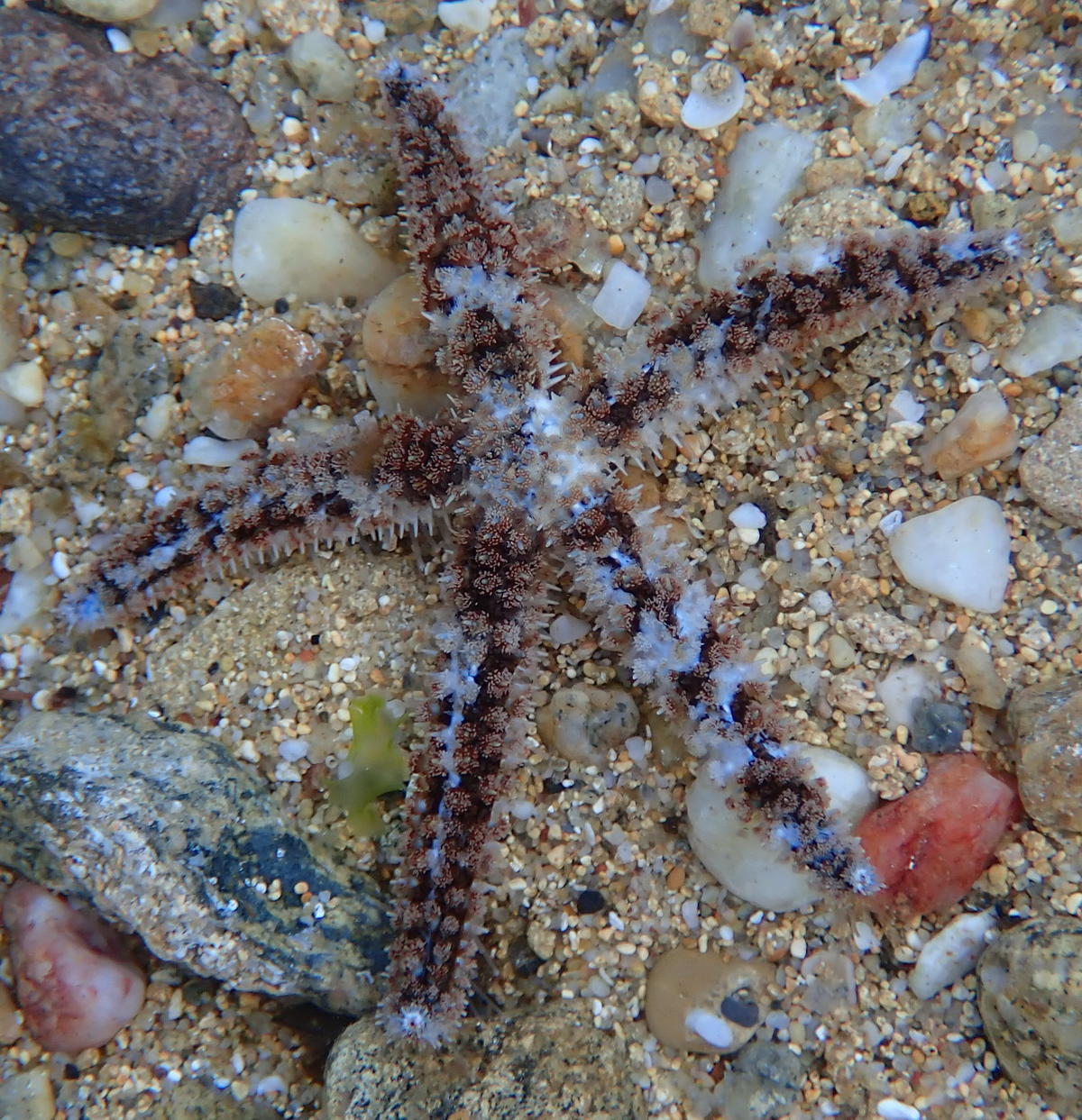 Une étoile de mer au Levant