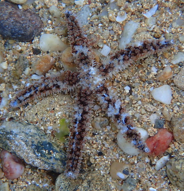 Une étoile de mer au Levant