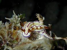 Une Hypselodoris mais laquelle. 