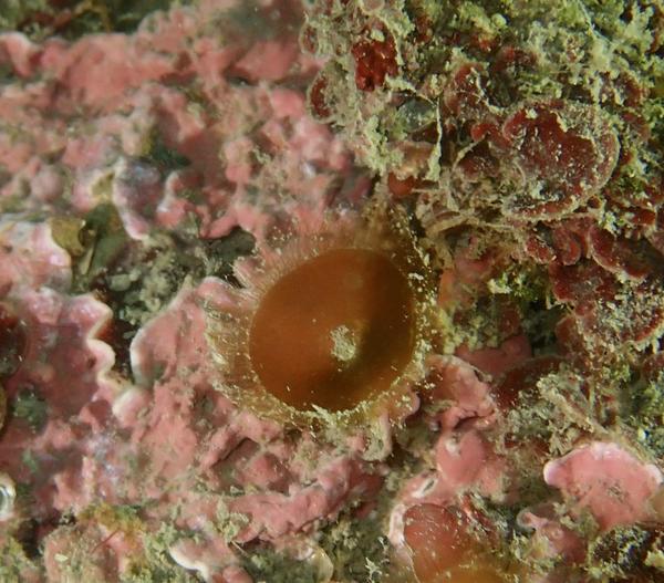 Une idée pour cette petite algue "brune" ?