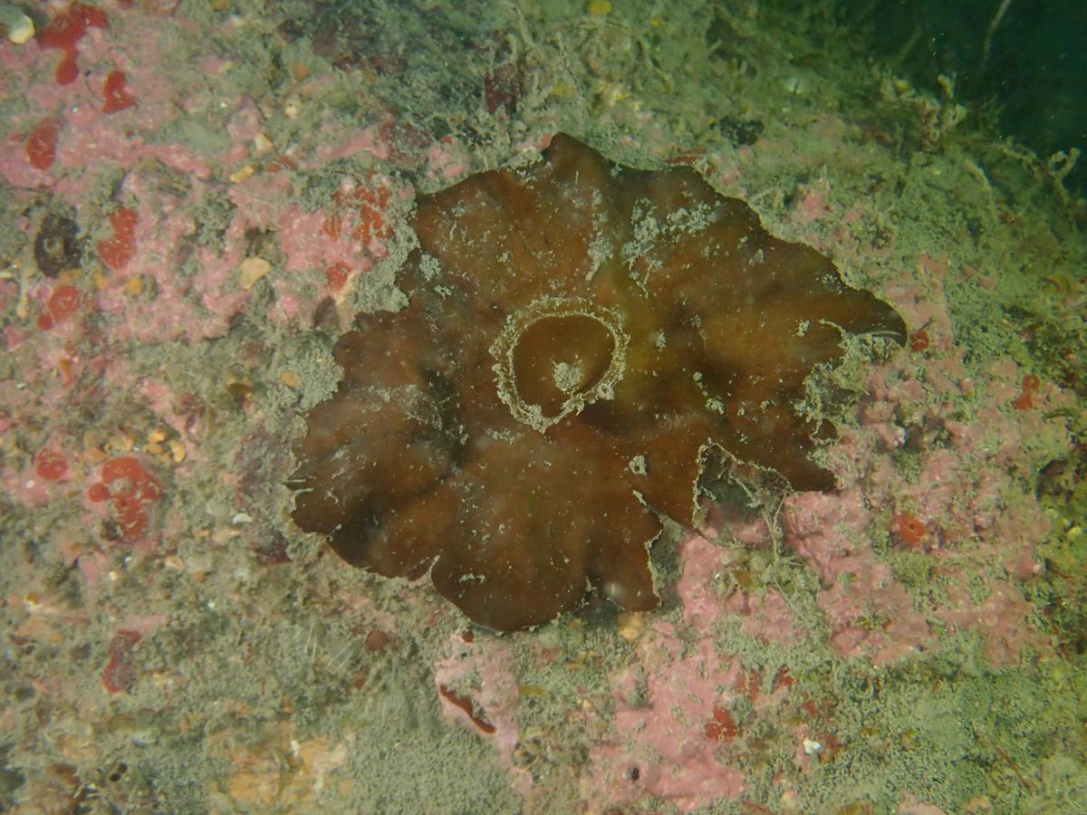 <p>Merci Pierre. Voilà ce que ça donne quand ça grandit.</p>