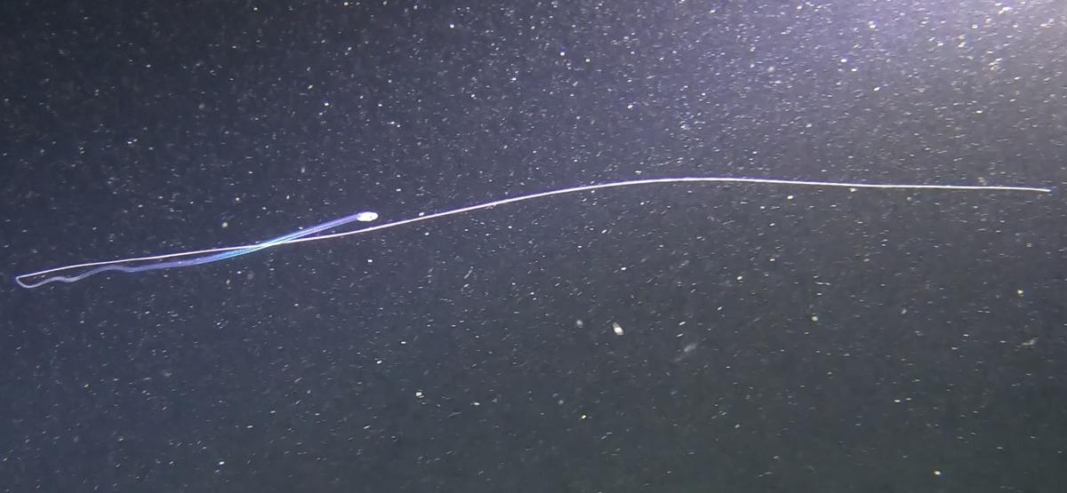 Une larve de poisson serpentiforme bioluminescente ?
