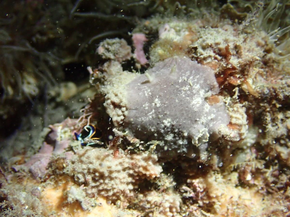 <p>Une autre photo : il me semble voir des rhinophores...</p>