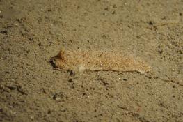 une limace dans le sable, de nuit