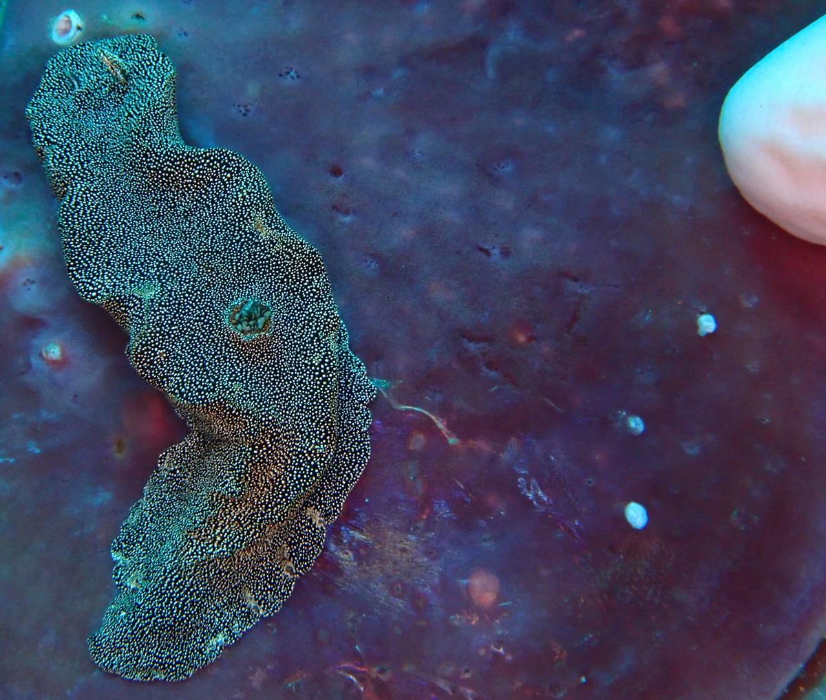une limace, mais laquelle