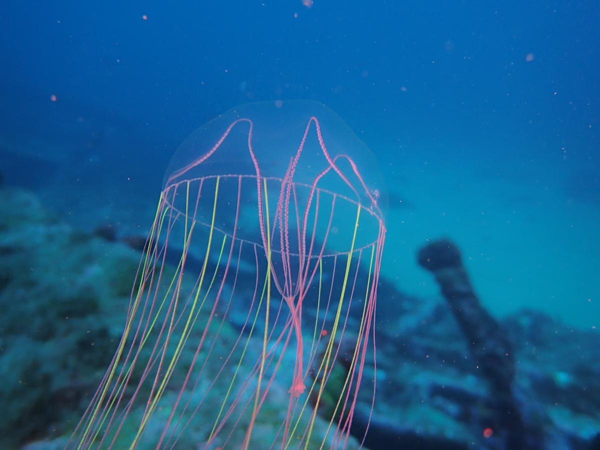 une méduse... 