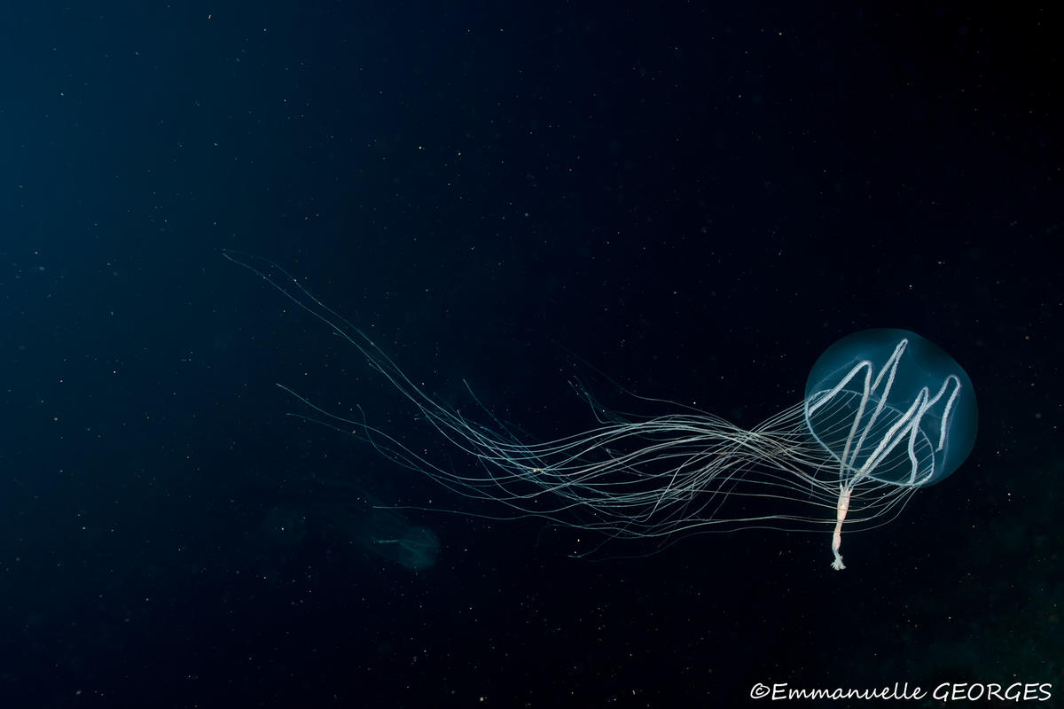 Une méduse, quelle espèce si c'est possible ?