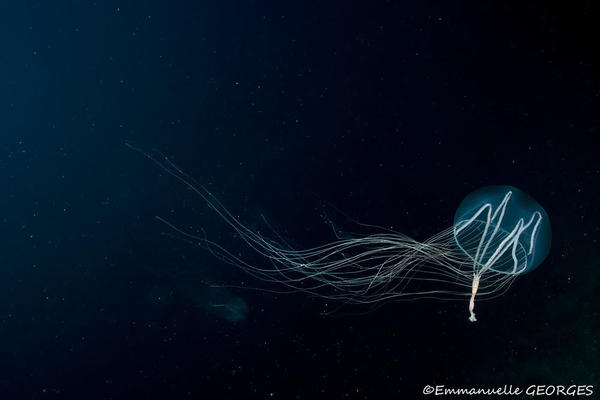 Une méduse, quelle espèce si c'est possible ?