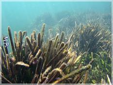 Une nouvelle algue invasive ? 