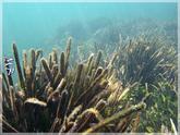 Une nouvelle algue invasive ? 