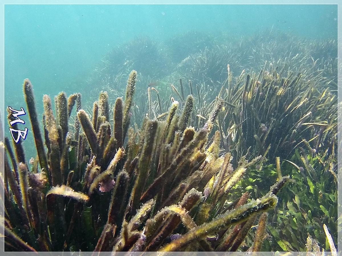 Une nouvelle algue invasive ? 