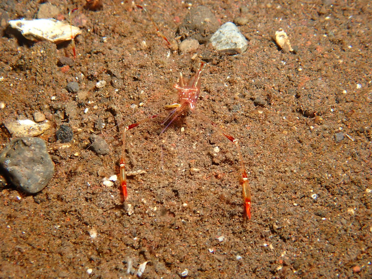 Une Periclimenes ?