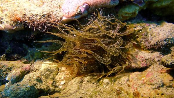 Une petite anémone de mer ?