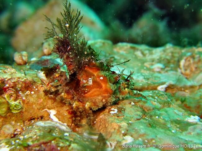 Une petite araignée sans pince ?