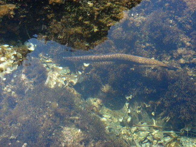 une poisson avec un corps serpentiforme